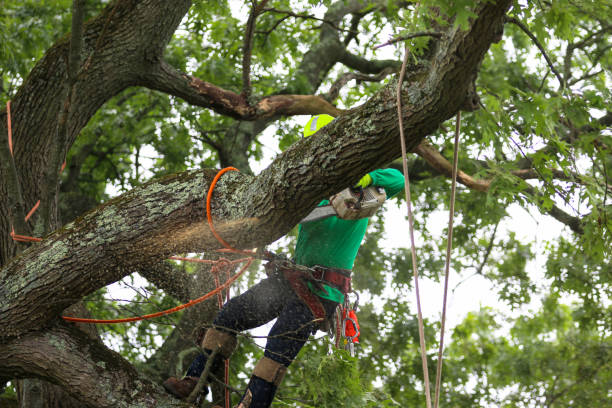 Best Arborist Consultation Services  in Colmar Manor, MD